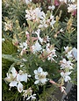 GAURA, 'GRACEFUL WHITE' 1G