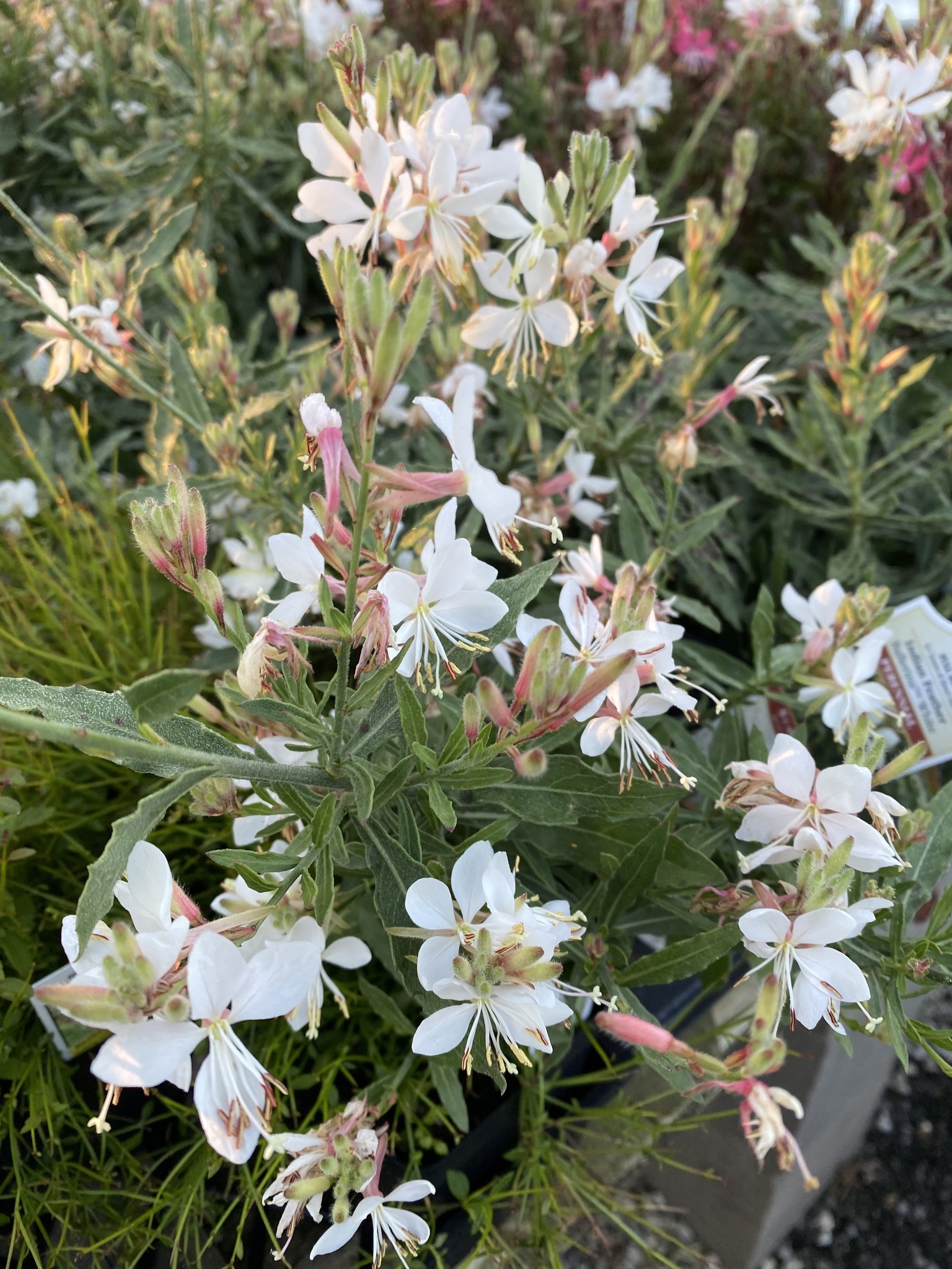 'GRACEFUL WHITE' GAURA, 1 GALLON