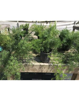 FERN, 'ASPARAGUS, 'SPRENGERI, 1G