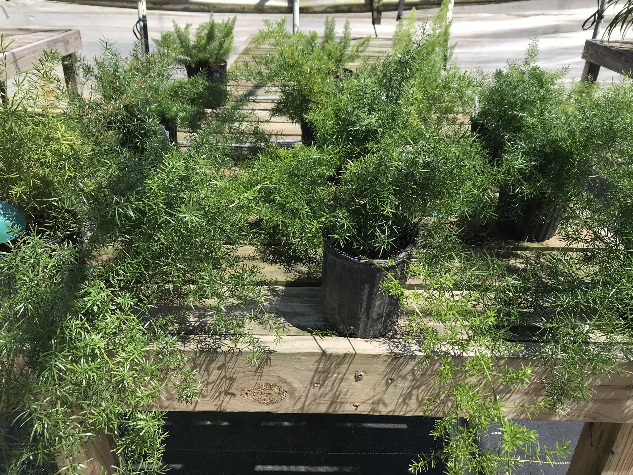 FERN, 'ASPARAGUS, 'SPRENGERI, 1G