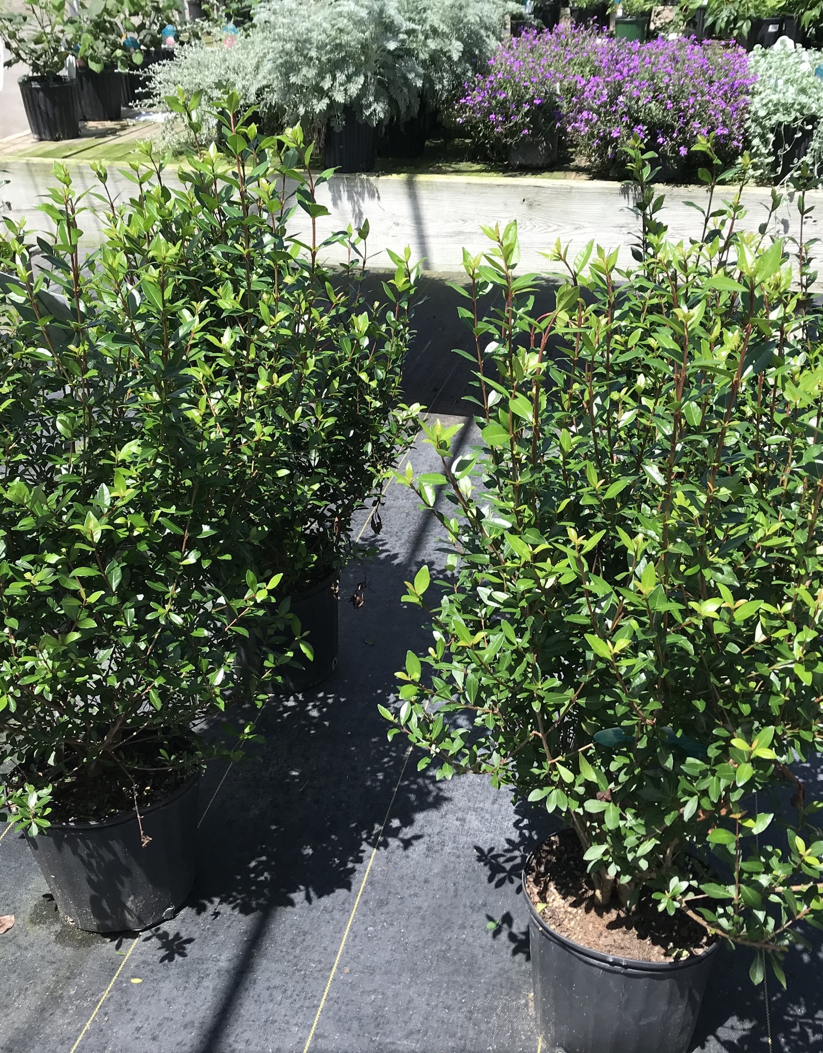 VIBURNUM WALTERS 3G Growers Outlet