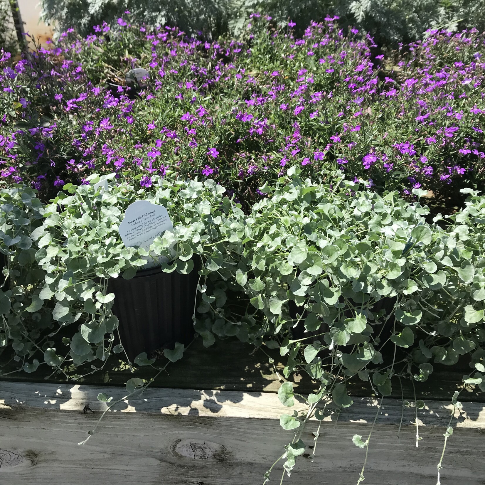 DICHONDRA, 'SILVER FALLS', 1G