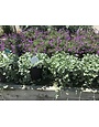 SILVER FALLS DICHONDRA, 1 GALLON