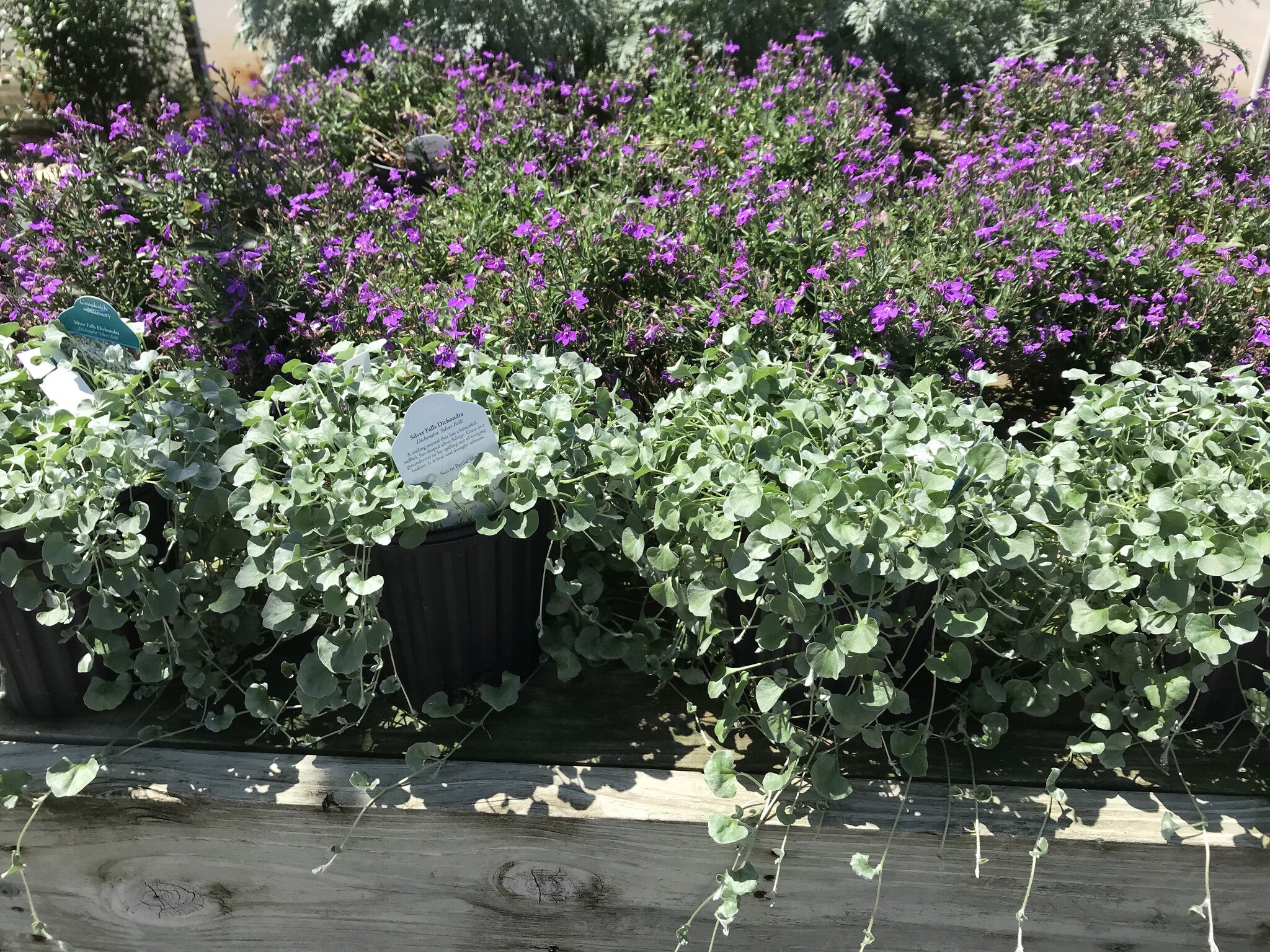 DICHONDRA, 'SILVER FALLS', 1G