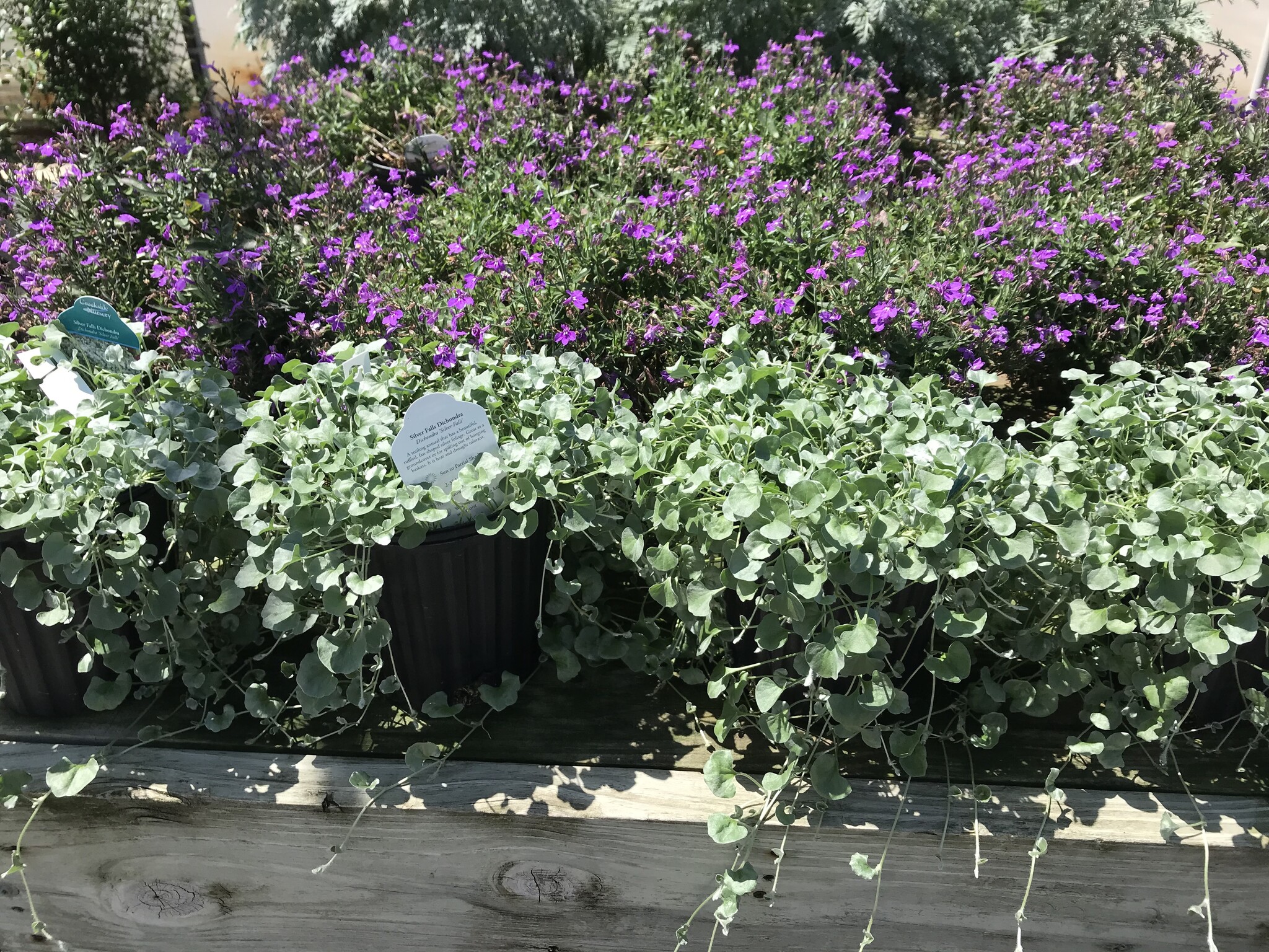 SILVER FALLS DICHONDRA, 1 GALLON