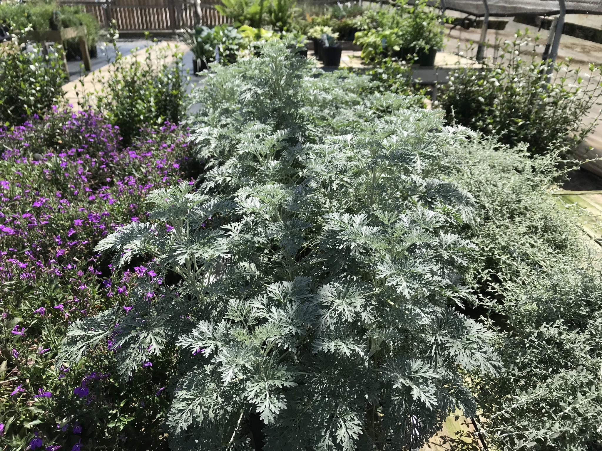 'POWIS CASTLE' ARTEMISIA (WORMWOOD), 1 GALLON