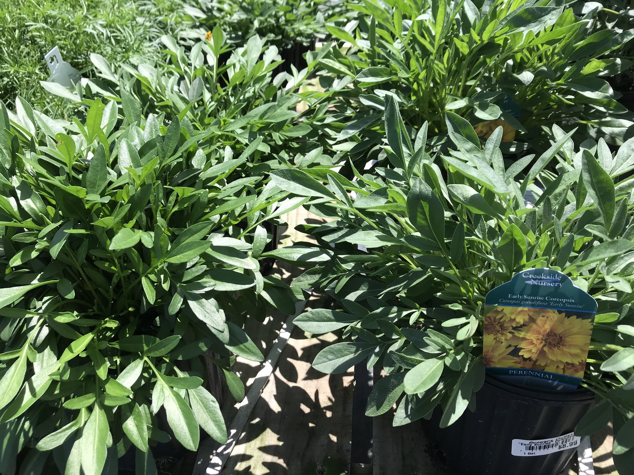 'EARLY SUNRISE' COREOPSIS, 1 GALLON