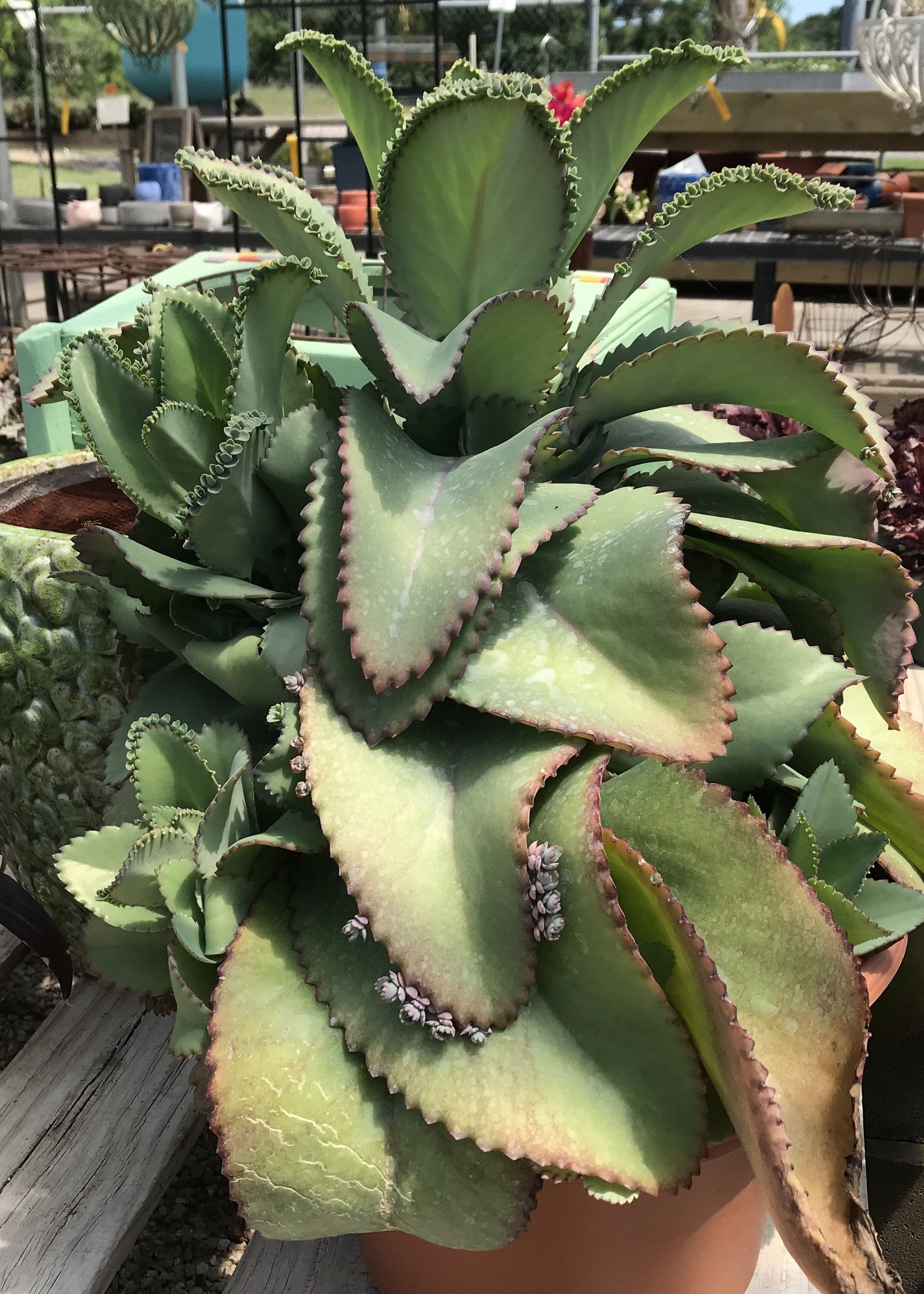 Mother of Thousands 12" - Growers Outlet Willis Texas