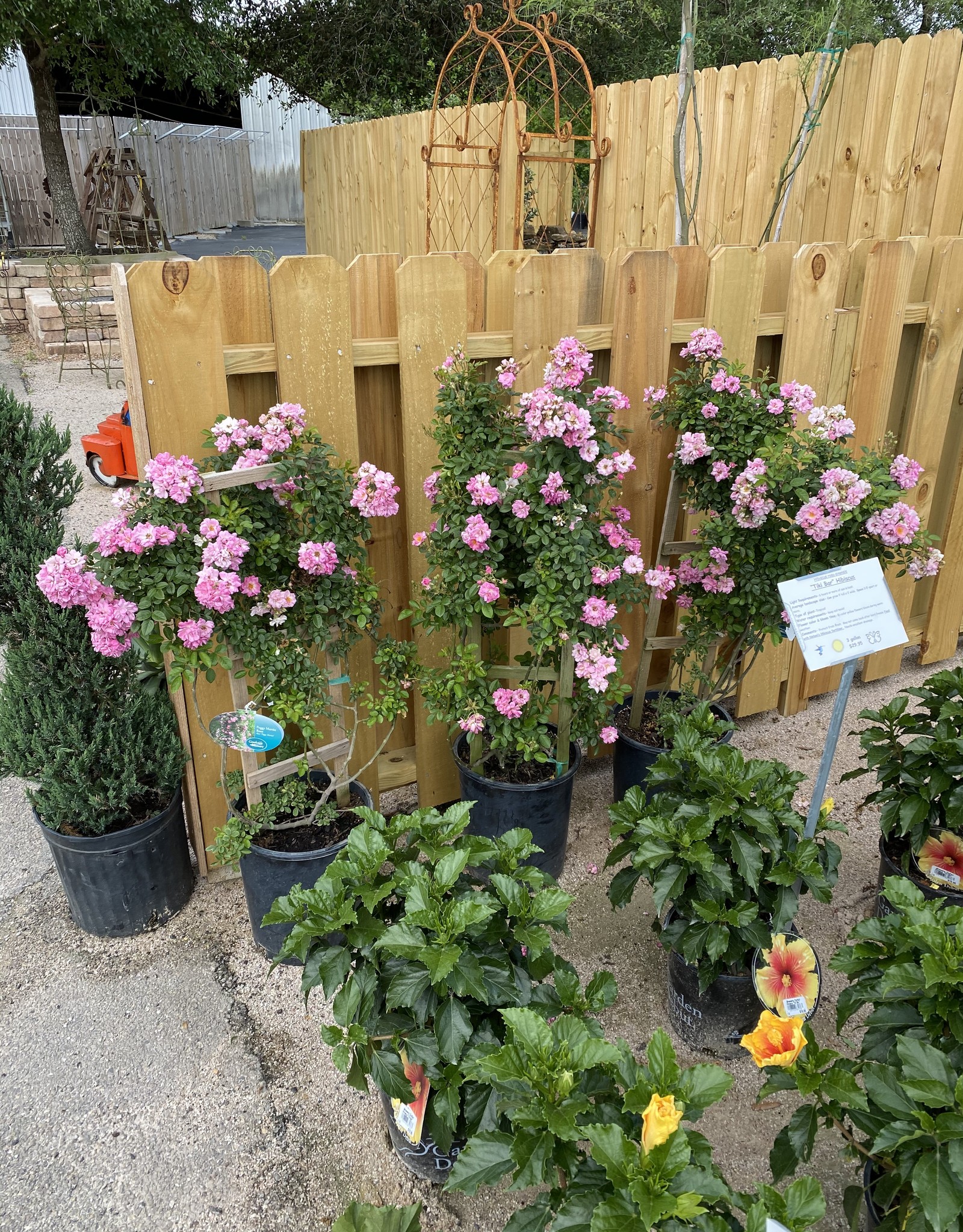 ROSE, PEGGY MARTIN 5G Trellis Growers Outlet