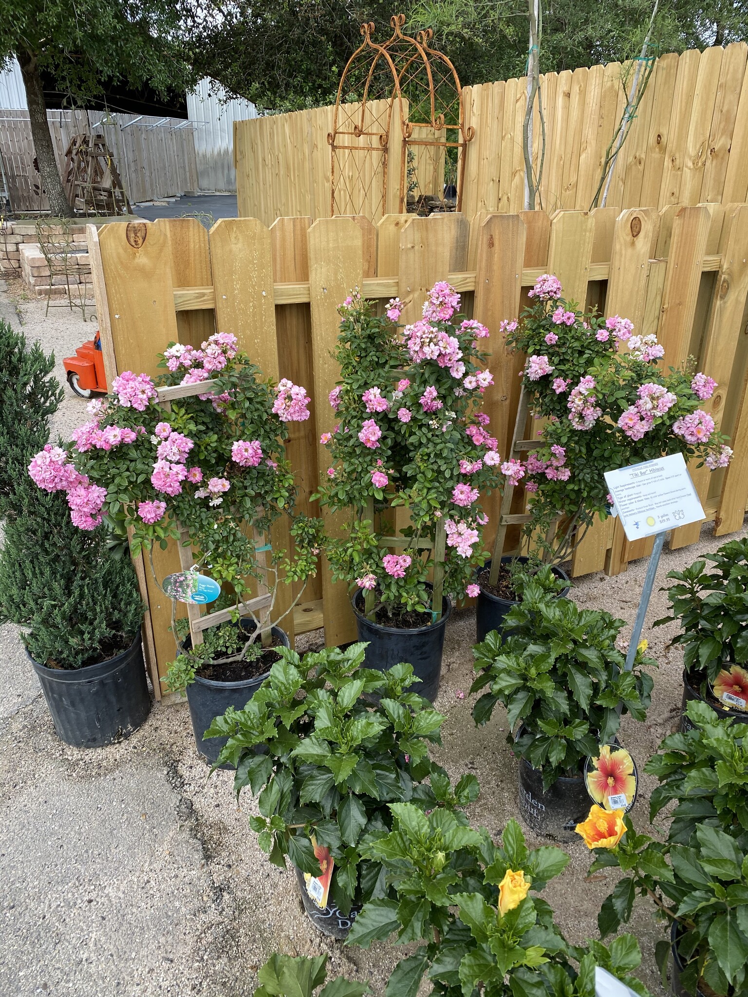 'PEGGY MARTIN' ROSE, 5 GALLON ON A TRELLIS