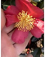 'YULETIDE' CAMELLIA SASANQUA, 3 GALLON
