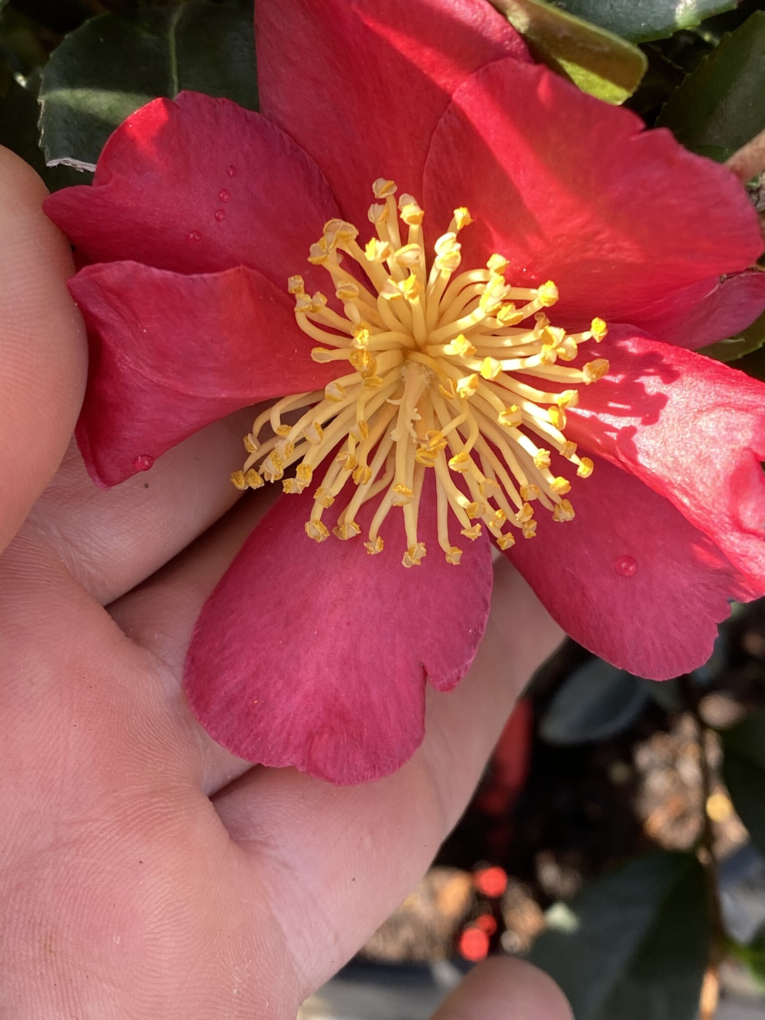 'Yuletide' Camellia 3 Gallon Perfect Holiday Color