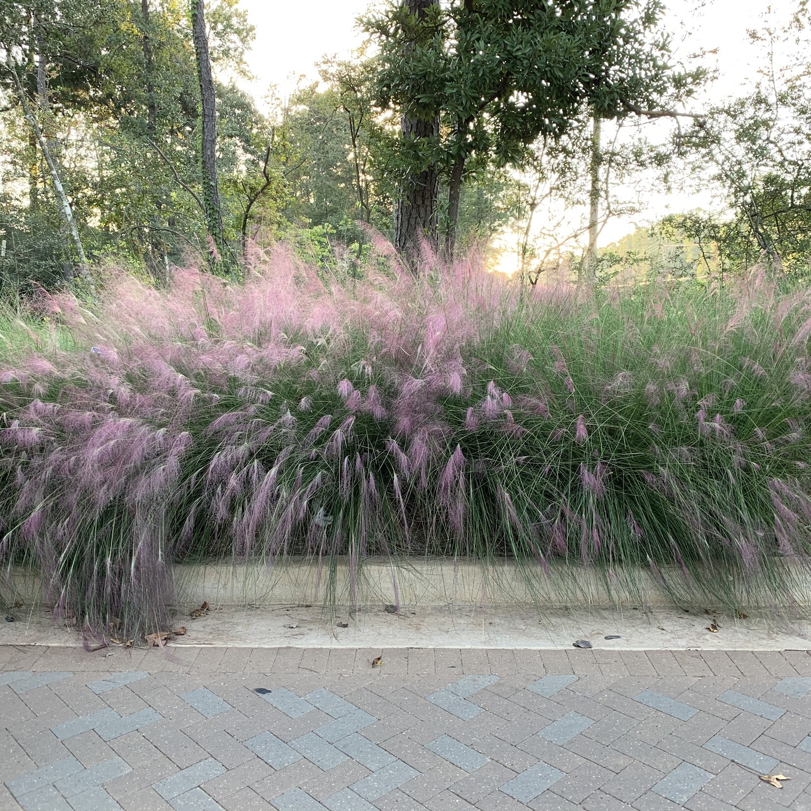GRASS, PINK MUHLY, 3G