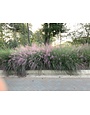'PINK MUHLY' GRASS, 3 GALLON