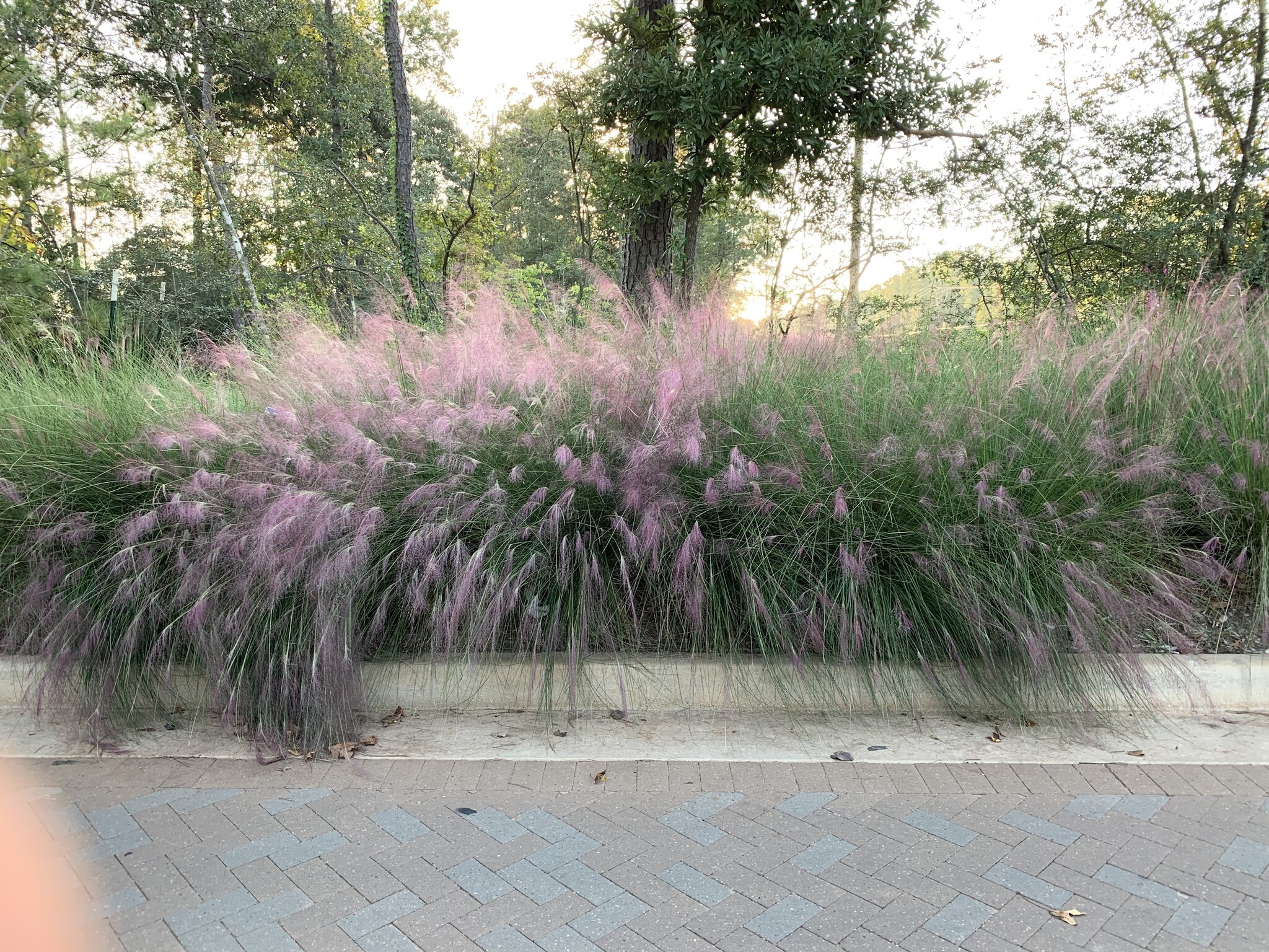 'PINK MUHLY' GRASS, 3 GALLON