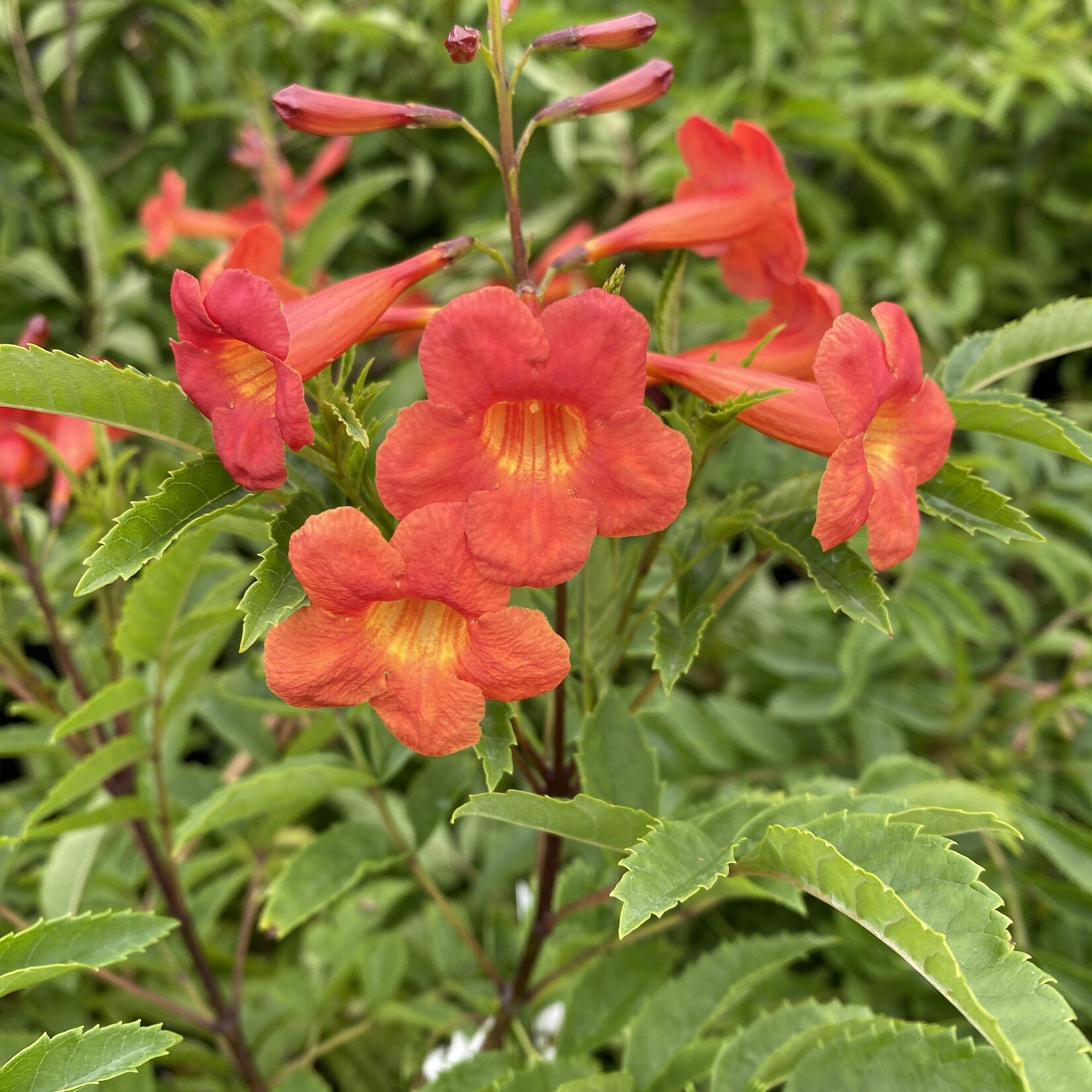 ESPERANZA, 'BELLS OF FIRE' 3G