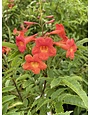 'BELLS OF FIRE' ESPERANZA PLANT, 3 GALLON