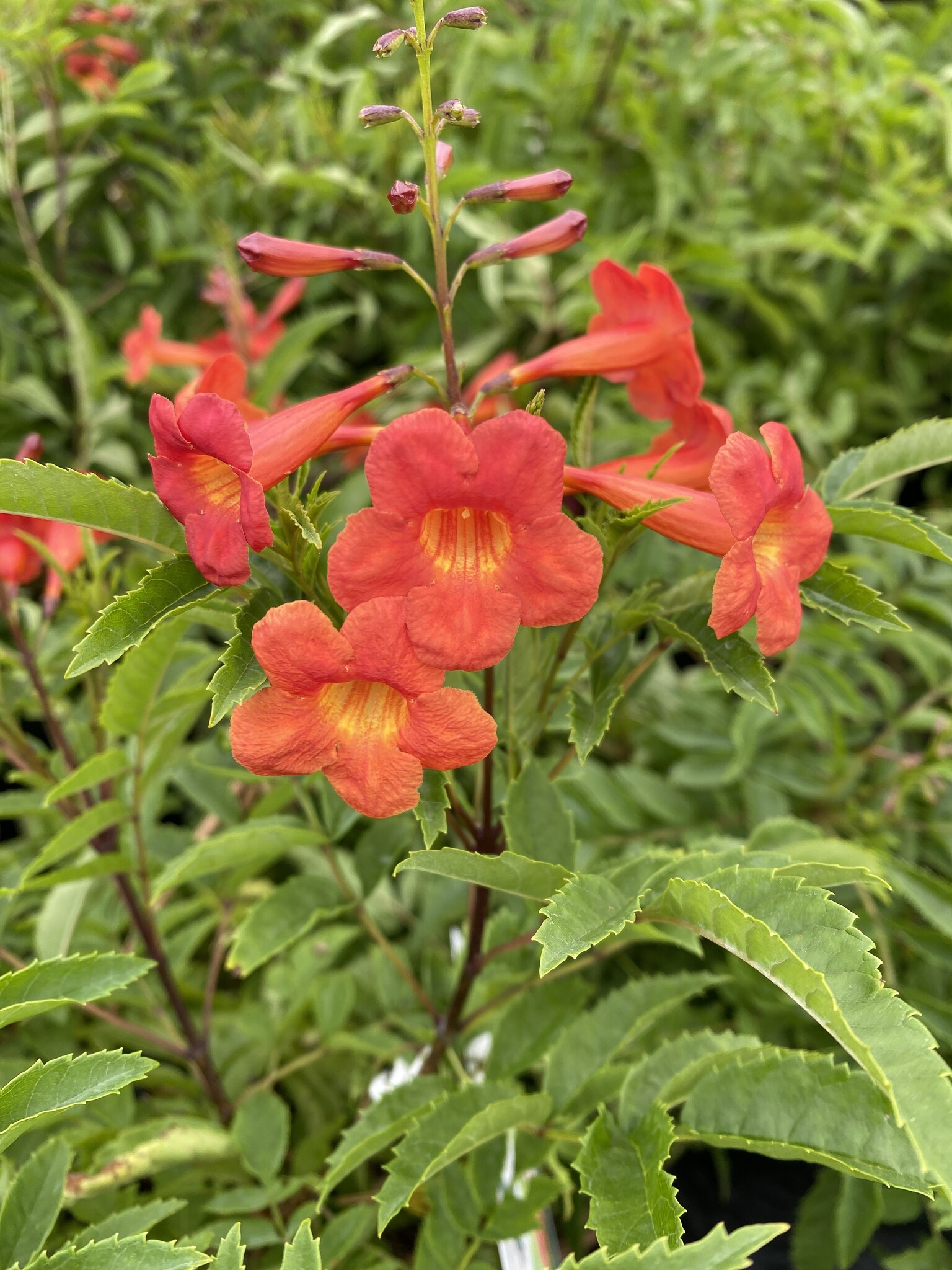 'BELLS OF FIRE' ESPERANZA PLANT, 3 GALLON