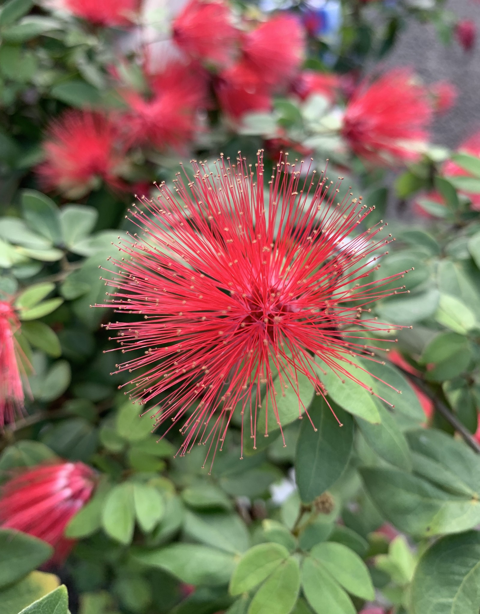 Calliandra Dwarf Red Powder Puff 3G Growers Outlet