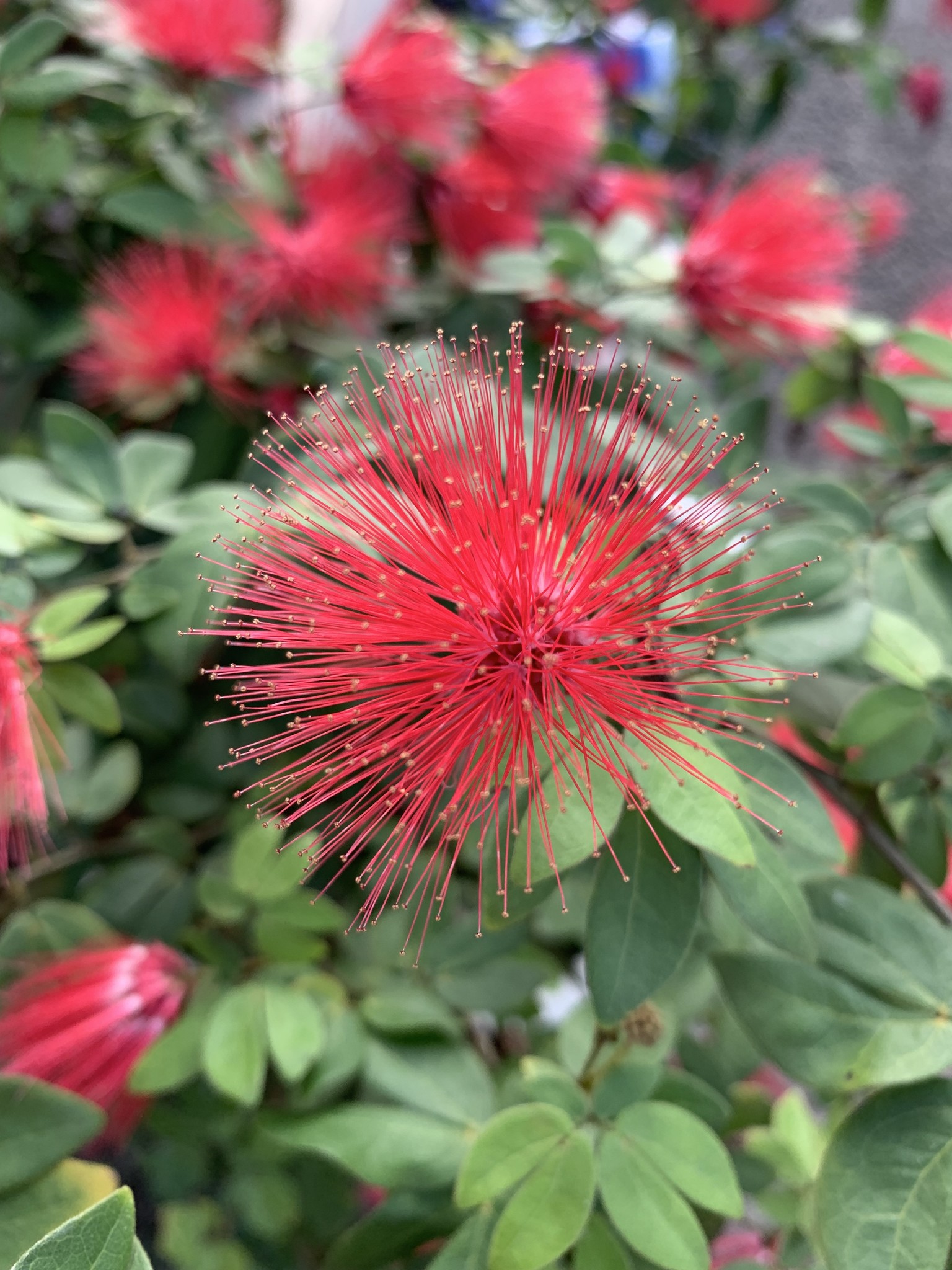 Calliandra Dwarf Red Powder Puff 3G Growers Outlet