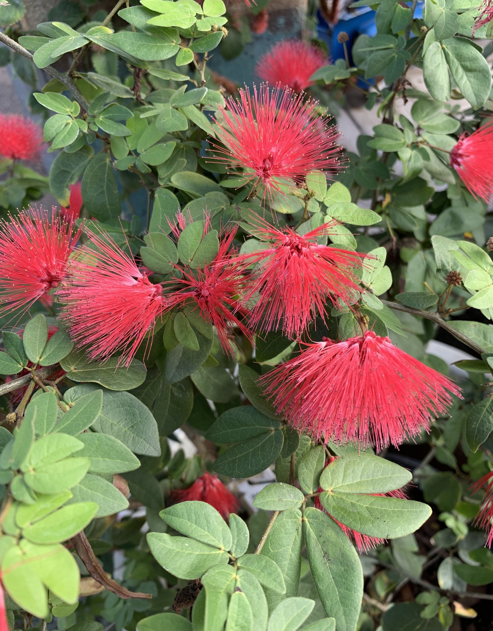 Calliandra Dwarf Red Powder Puff 3G Growers Outlet