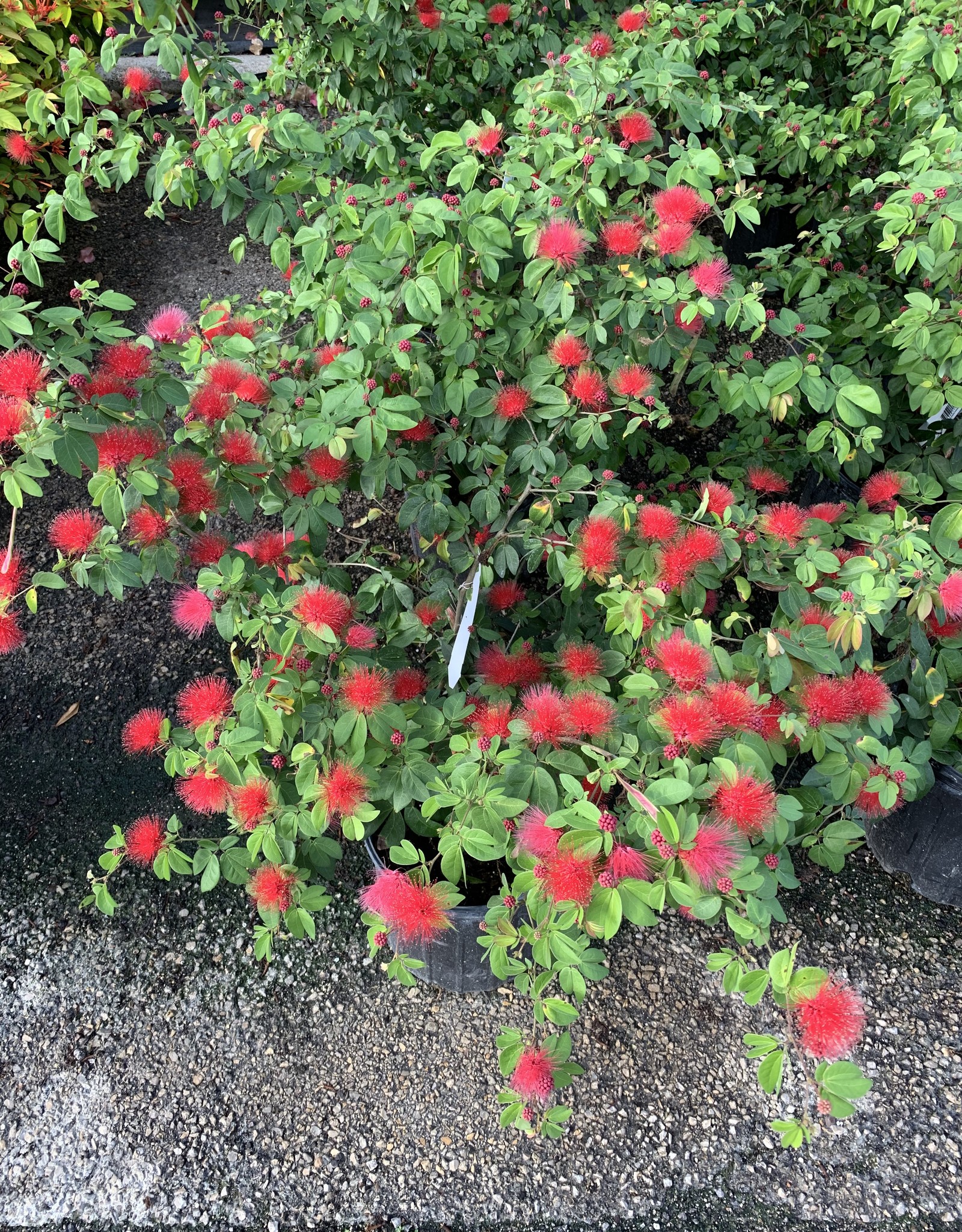 Calliandra Dwarf Red Powder Puff 3G Growers Outlet