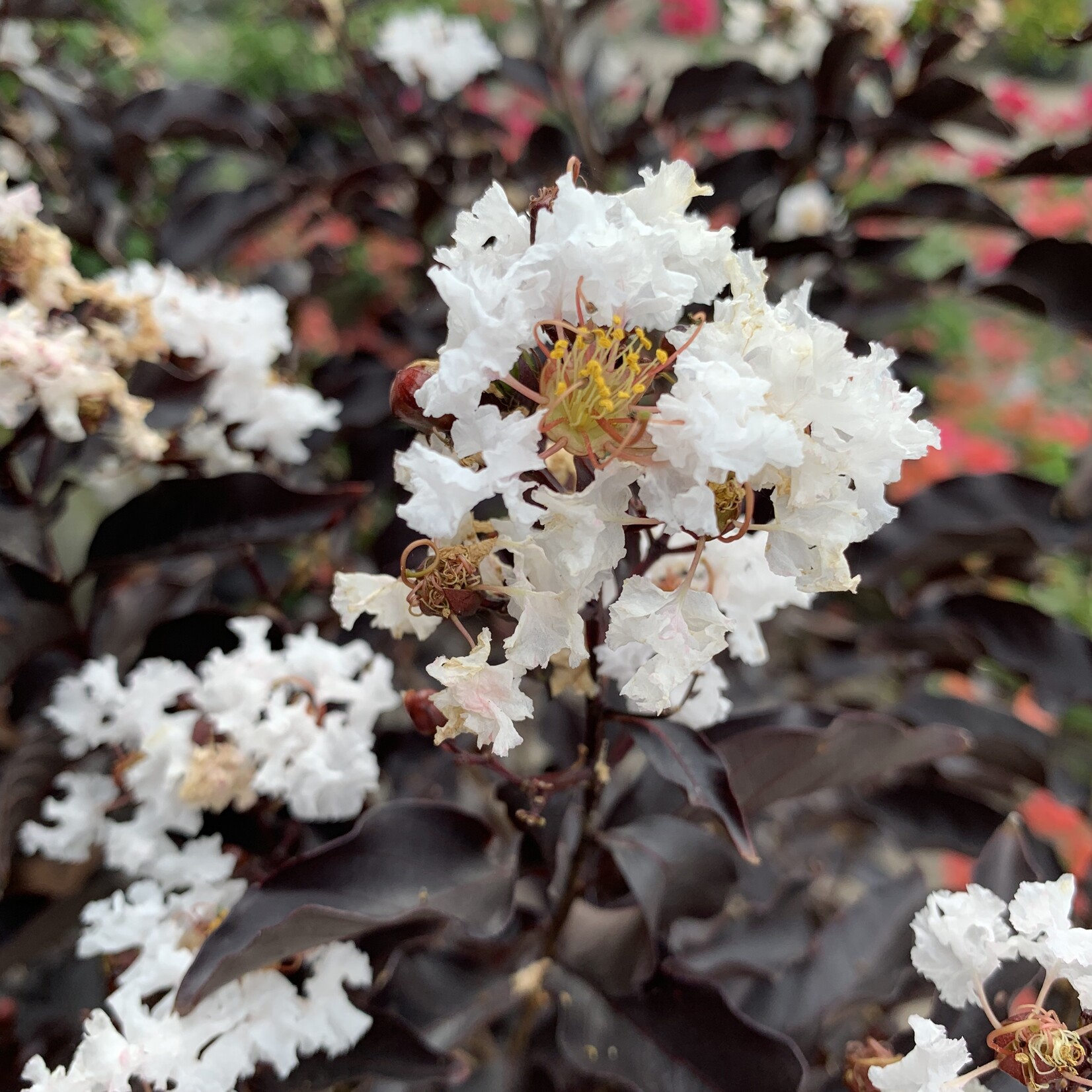 Crape Myrtle, 'Ebony & Ivory' 3G (black leaves white flowers)