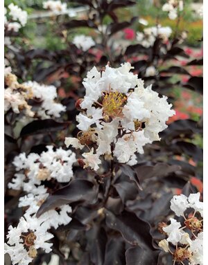 CRAPE MYRTLE, 'EBONY AND IVORY', 3G*