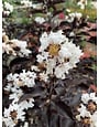 'EBONY AND IVORY' CRAPE MYRTLE PLANT, 3 GALLON