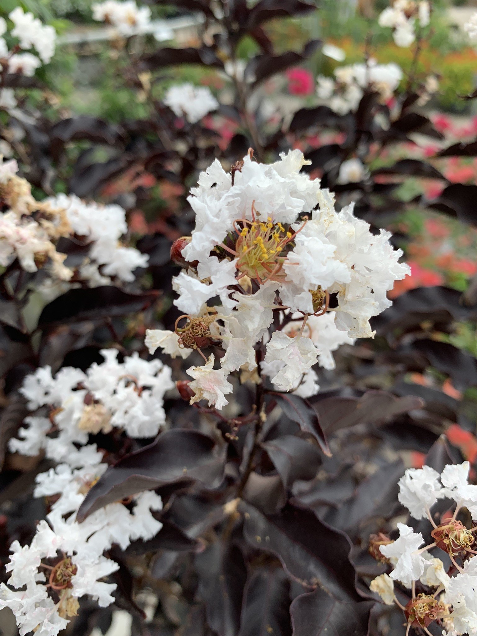 'EBONY AND IVORY' CRAPE MYRTLE PLANT, 3 GALLON