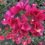 BOUGAINVILLEA, 'JUANITA HATTEN',3G (hot pink)