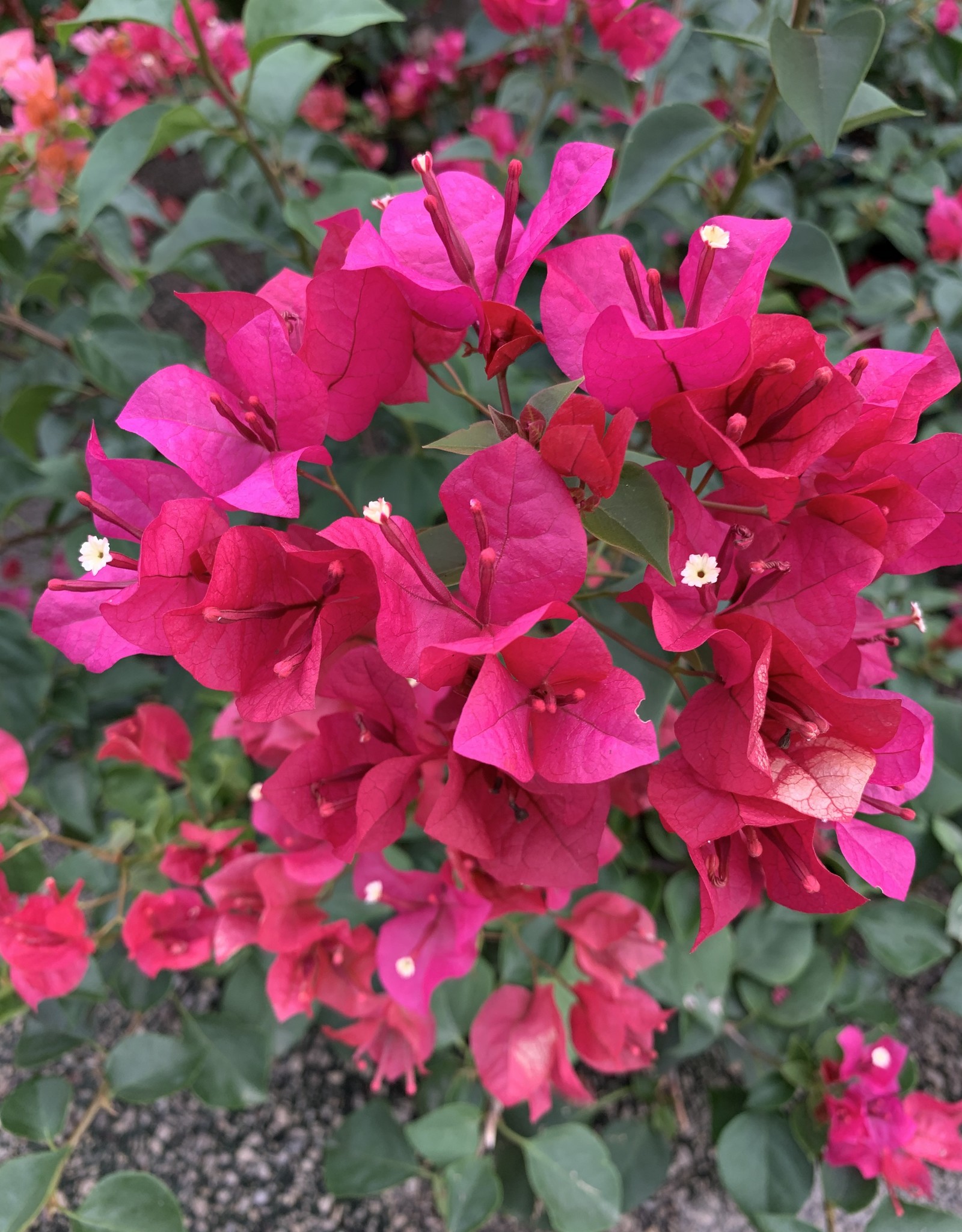 BOUGAINVILLEA JUANITA HATTEN 3G Hot Pink Growers Outlet