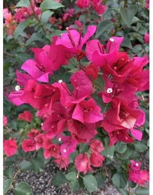 BOUGAINVILLEA, 'JUANITA HATTEN',3G*