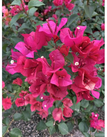 BOUGAINVILLEA, 'JUANITA HATTEN',3G*