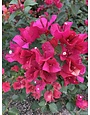 'JUANITA HATTEN' BOUGAINVILLEA PLANT, 3 GALLON