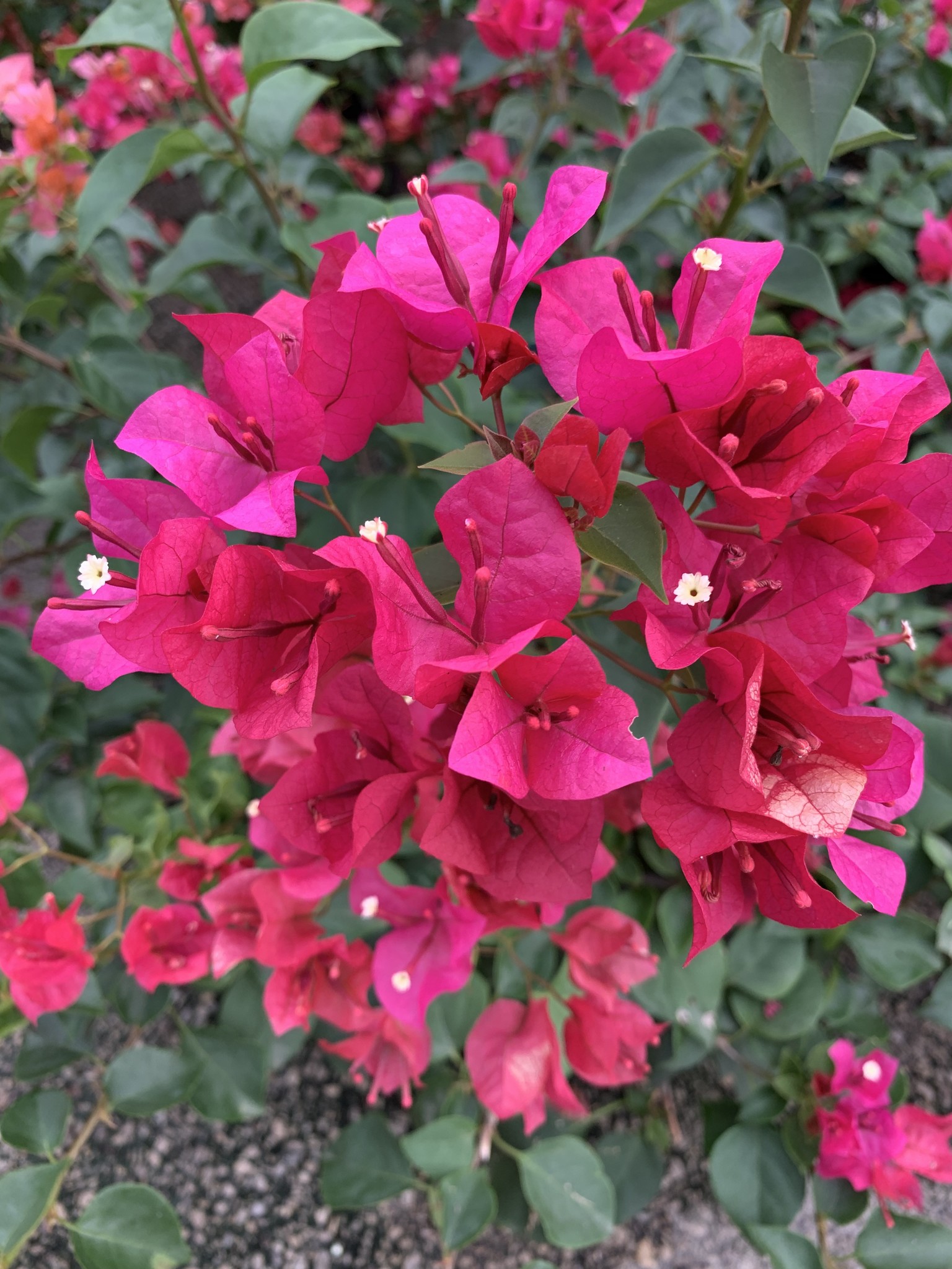 'JUANITA HATTEN' BOUGAINVILLEA PLANT, 3 GALLON