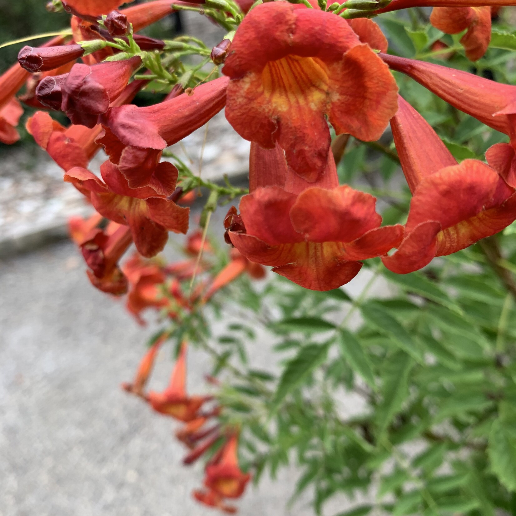 ESPERANZA, 'BELLS OF FIRE' 3G