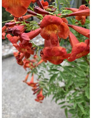 ESPERANZA, 'BELLS OF FIRE', 3G*