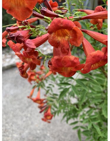 ESPERANZA, 'BELLS OF FIRE', 3G*