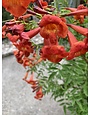 'BELLS OF FIRE' ESPERANZA PLANT, 3 GALLON