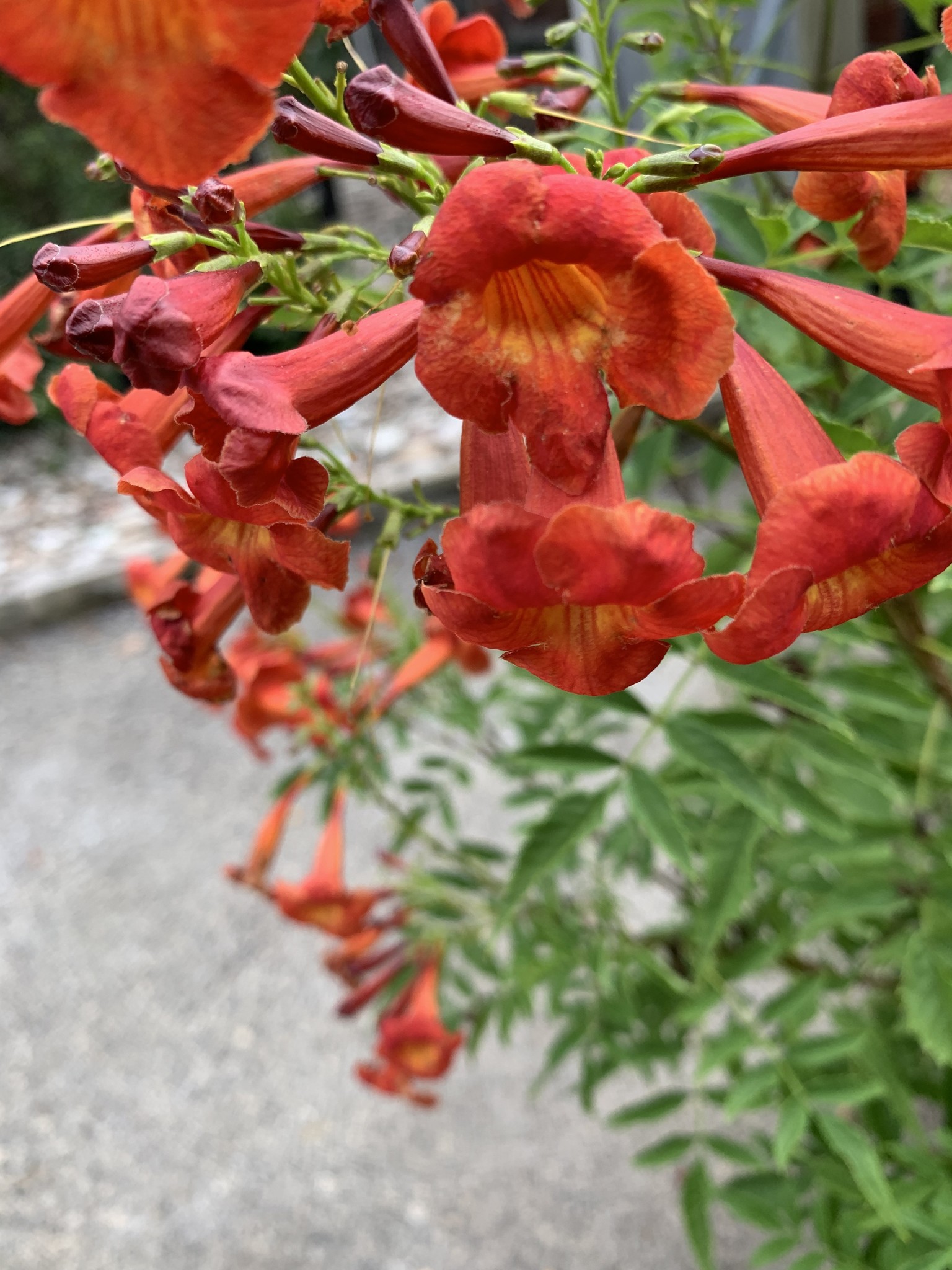 'BELLS OF FIRE' ESPERANZA PLANT, 3 GALLON