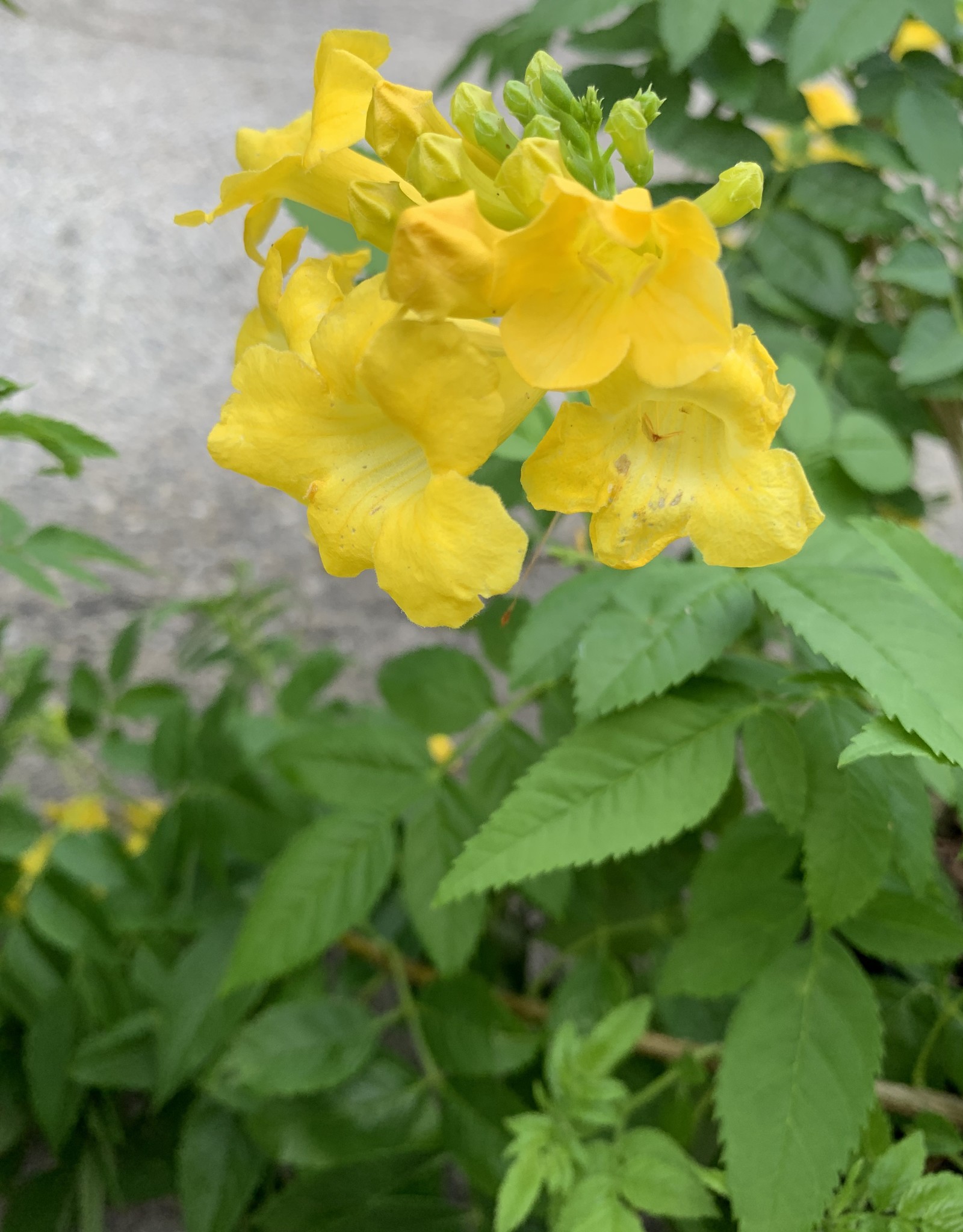 Esperanza 1G. Gold Star Growers Outlet Esperanza 1G. Gold Star Growers Outlet