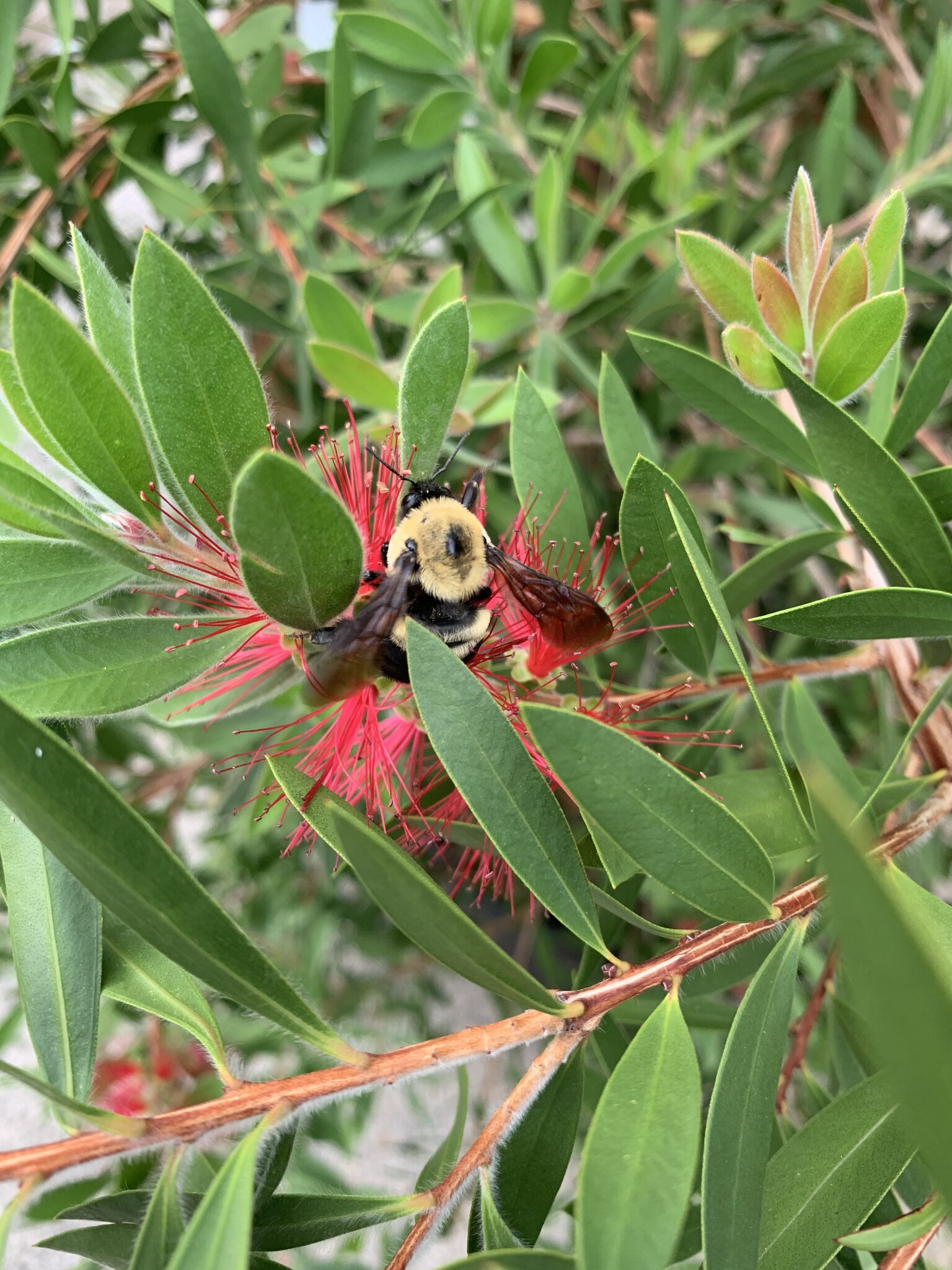 Bottlebrush ‘Little John’ – Compact Red Blooming Shrub (3 Gallon)