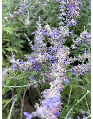 PEROVSKIA, RUSSIAN SAGE, 1G