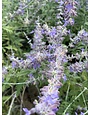 'CRAZY BLUE' RUSSIAN SAGE PLANT, 1 GALLON