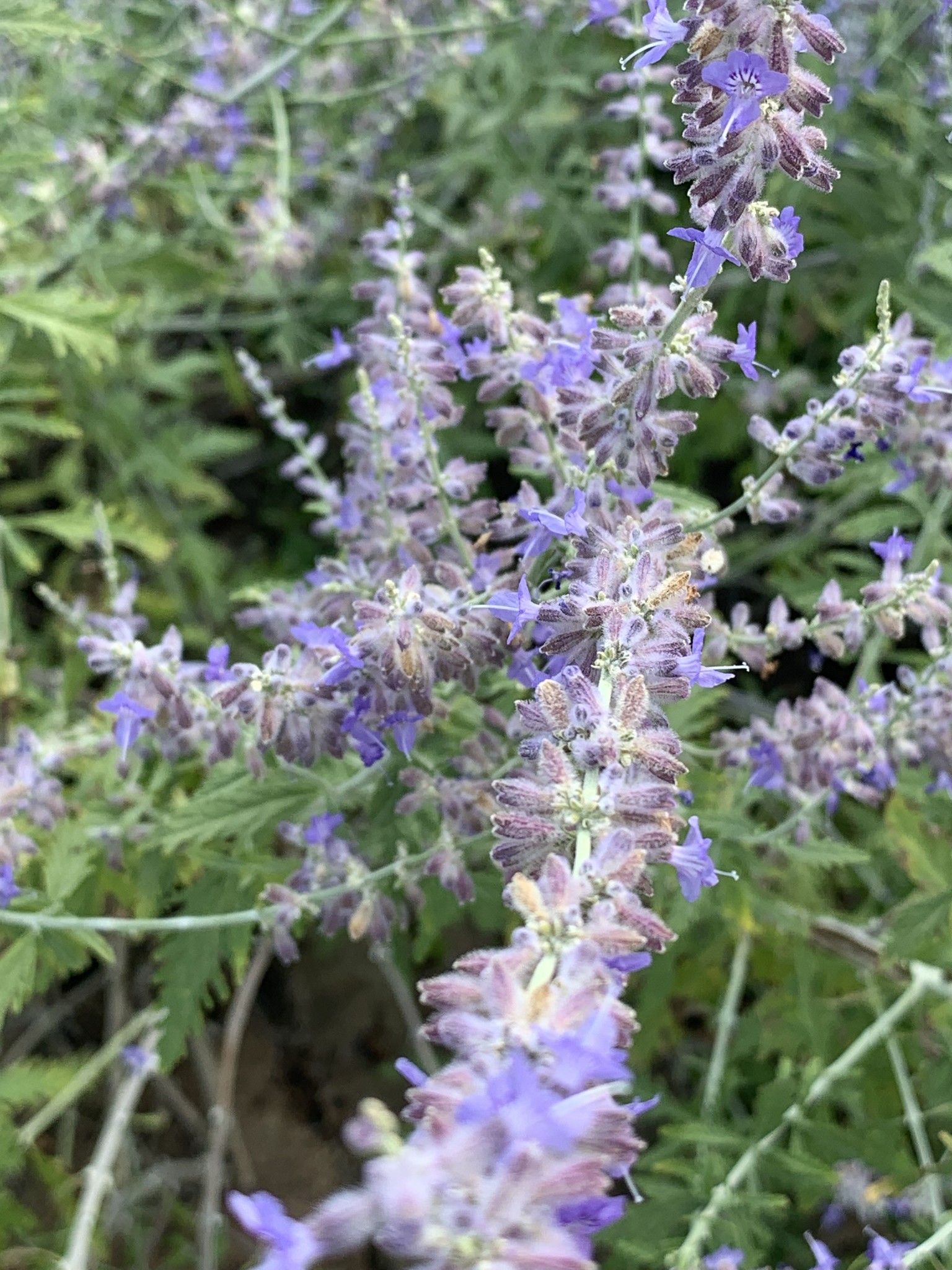 'CRAZY BLUE' RUSSIAN SAGE PLANT, 1 GALLON