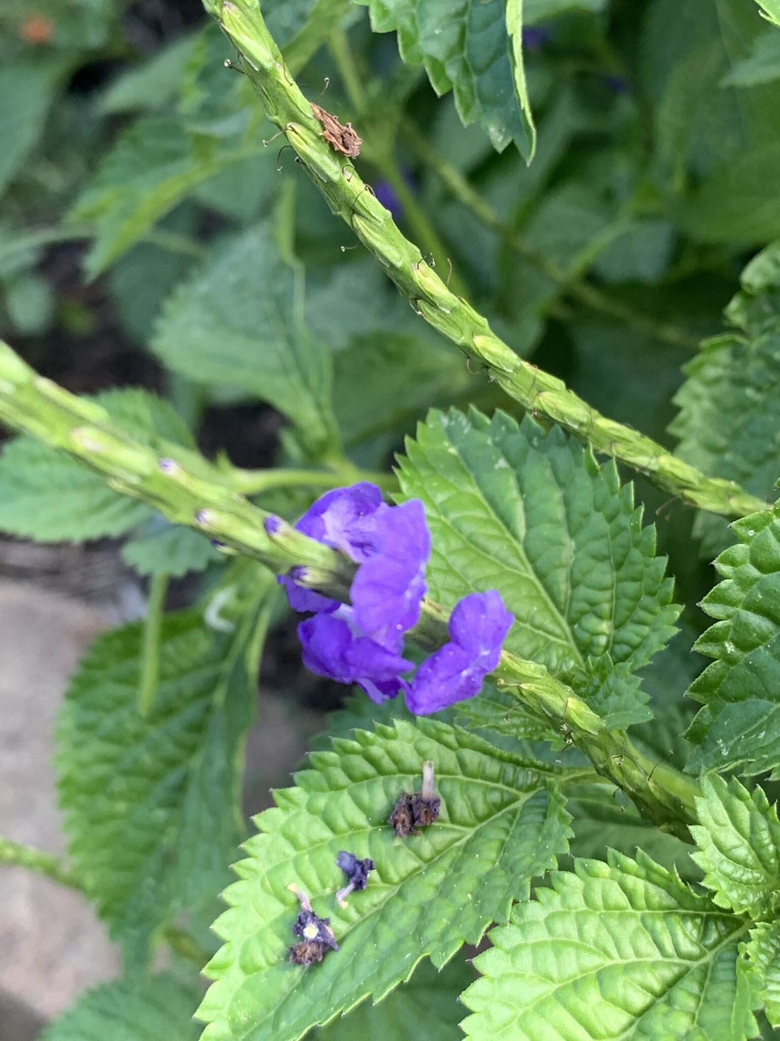 'BLUE' PORTERWEED PLANT, 1 GALLON