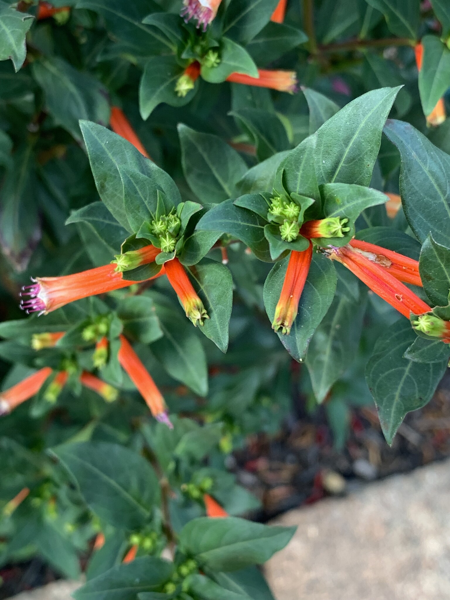 David Verity Cuphea 1 Gallon - Cuphea llavea 'David Verity'