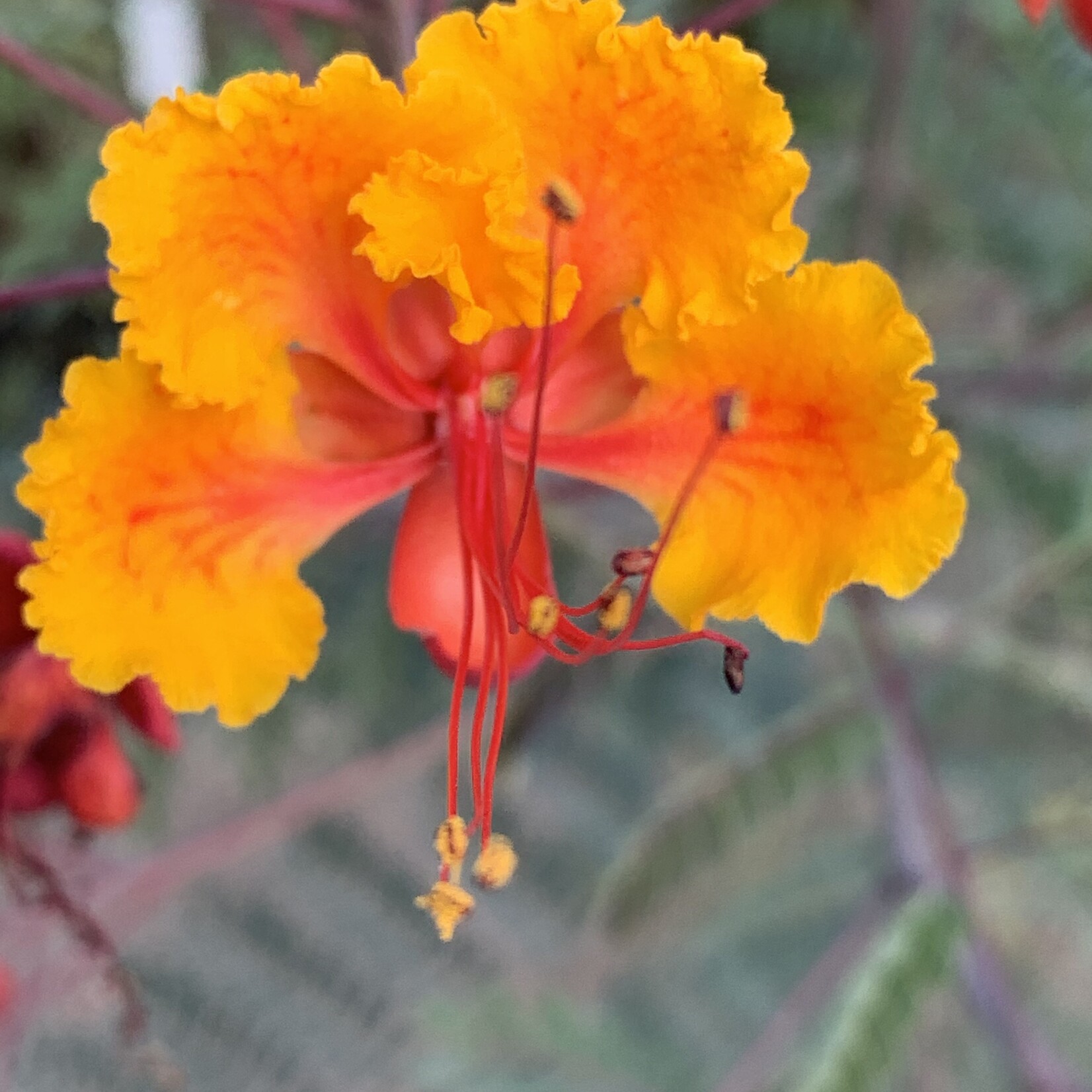 PRIDE OF BARBADOS, 3G, AKA Mexican Bird of Paradise