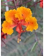 PRIDE OF BARBADOS, 3G, AKA Mexican Bird of Paradise